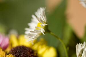 colorful delicate autumn flowers in a large close-up in the warm sunshine photo