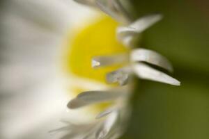 colorful delicate autumn flowers in a large close-up in the warm sunshine photo