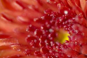 colorful delicate autumn flowers in a large close-up in the warm sunshine photo