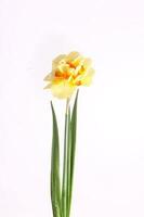 spring yellow daffodil flower isolated white background background in close-up photo