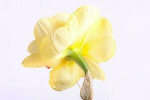 spring yellow daffodil flower isolated white background background in close-up photo