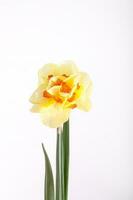 spring yellow daffodil flower isolated white background background in close-up photo