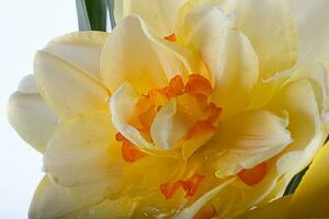 spring yellow daffodil flower isolated white background background in close-up photo