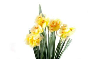 spring yellow daffodil flower isolated white background background in close-up photo