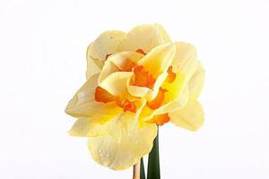 spring yellow daffodil flower isolated white background background in close-up photo