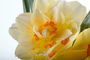 spring yellow daffodil flower isolated white background background in close-up photo