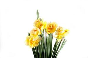 spring yellow daffodil flower isolated white background background in close-up photo