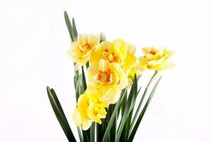 spring yellow daffodil flower isolated white background background in close-up photo