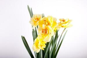 spring yellow daffodil flower isolated white background background in close-up photo