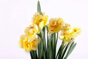 spring yellow daffodil flower isolated white background background in close-up photo