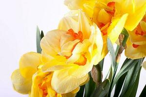 spring yellow daffodil flower isolated white background background in close-up photo