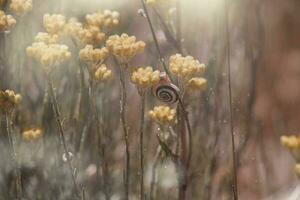 summer sunburned meadow in warm sun in spain photo