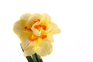 yellow spring daffodil with rain drops on white isolated background in close-up photo