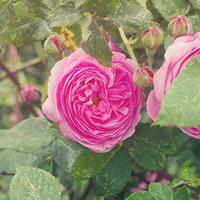 delicate fragrant pink rose growing in a summer garden among green leaves photo