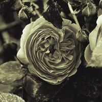 delicate fragrant pink rose growing in a summer garden among green leaves photo