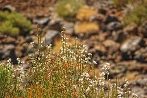 interesante original planta creciente en el pendientes de el teide volcán en el Español canario isla tenerife en de cerca en un calentar verano día foto