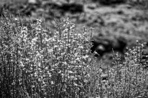 interesting original plant growing on the slopes of the Teide volcano on the Spanish Canary Island Tenerife in close-up on a warm summer day photo