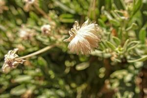 interesting original plant growing on the slopes of the Teide volcano on the Spanish Canary Island Tenerife in close-up on a warm summer day photo