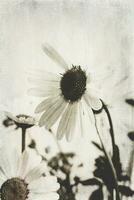 small original delicate free field  camomile flowers on a light background photo