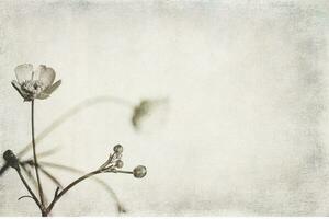 small original delicate free field flowers on a light background photo