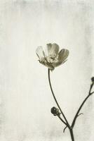 small original delicate free field flowers on a light background photo