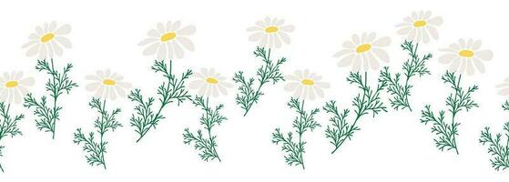 Chamomile horizontal border seamless pattern vector