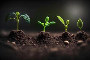 Seedlings growing from the ground , Germinating seeds of various , Growing plants and agriculture concept. photo