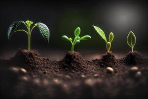 Seedlings growing from the ground , Germinating seeds of various , Growing plants and agriculture concept. photo