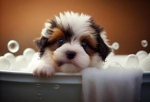 Cute puppy dog in bathtub , pets cleaning, studio shot. . photo