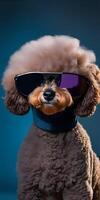 Poodle with sunglasses on dark background. photo