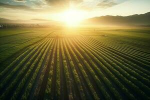 aerial view agriculture sustainability, sunset, beautiful field. AI Generated photo