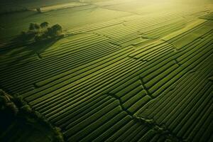 aerial view agriculture sustainability, sunset, beautiful field. AI Generated photo