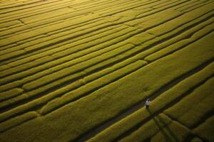 aerial view agriculture sustainability, sunset, beautiful field. photo