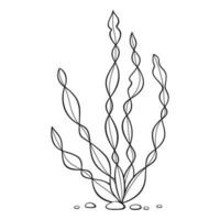 Outline underwater algae. Black and white illustration of seaweed . Vector clipart isolated on white background.