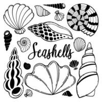 Vector set seashells. Hand drawn collection of marine shells. Sea creatures. Illustration on nautical theme. Black and white clipart isolated on white background.