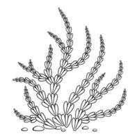 Vector outline of underwater seaweed. Water plant undersea. Hand drawn contour sketch of an underwater plant. Isolated black and white clipart on white  background in marine style.