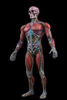 Anatomical human body with muscular and circulatory systems. photo