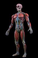 Anatomical human body with muscular and circulatory systems. Generative AI photo