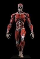 Anatomical human body with muscular and circulatory systems. photo