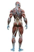 Anatomical human body with muscular and circulatory systems. Generative AI photo