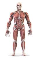 Anatomical human body with muscular and circulatory systems. Generative AI photo