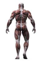 Anatomical human body with muscular and circulatory systems. photo