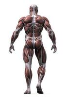 Anatomical human body with muscular and circulatory systems. Generative AI photo