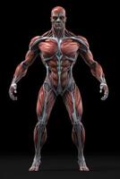 Anatomical human body with muscular and circulatory systems. photo