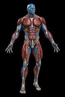 Anatomical human body with muscular and circulatory systems. photo
