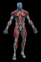 Anatomical human body with muscular and circulatory systems. Generative AI photo