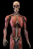 Anatomical human body with muscular and circulatory systems. photo