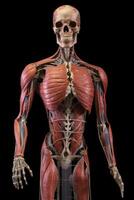 Anatomical human body with muscular and circulatory systems. Generative AI photo