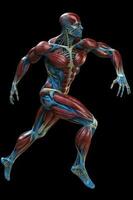 Anatomical human body with muscular and circulatory systems. Generative AI photo