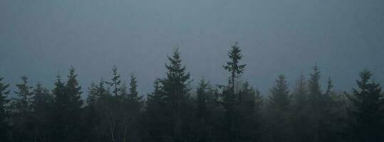 Pine tree forest silhouette with fog photo